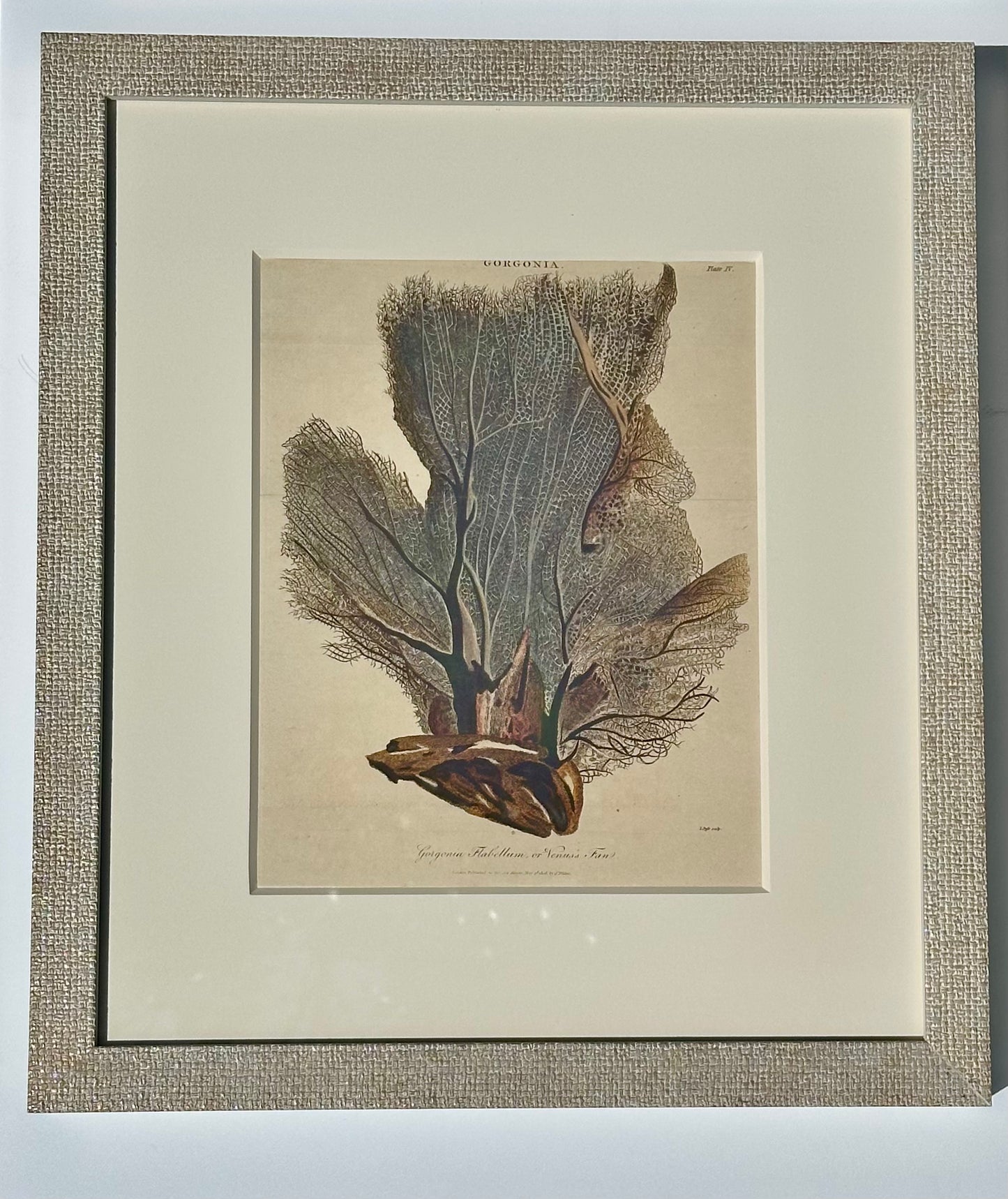 Starfish, Marine Life, Corals (1807), Set of 4 
