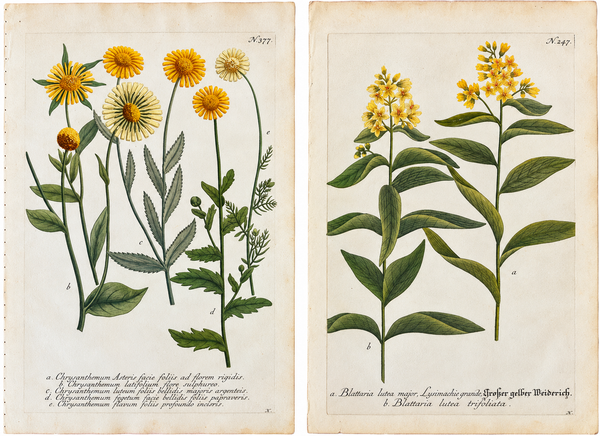 Pair of 18th-Century Hand-Colored Botanical Marigolds & Loosetrife Engravings by Johann Wilhelm Weinmann, c. 1740