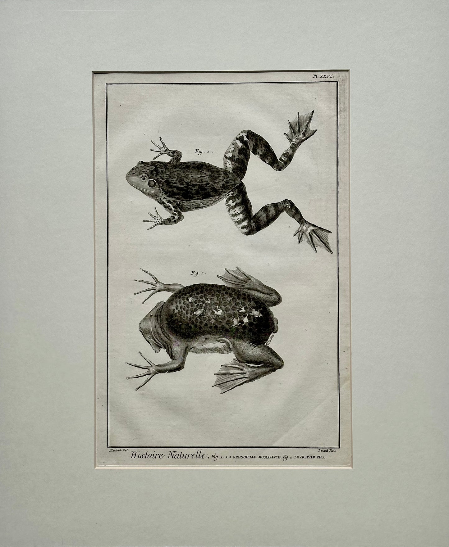 American Bullfrog, Original Engraving by Buffon, 1775