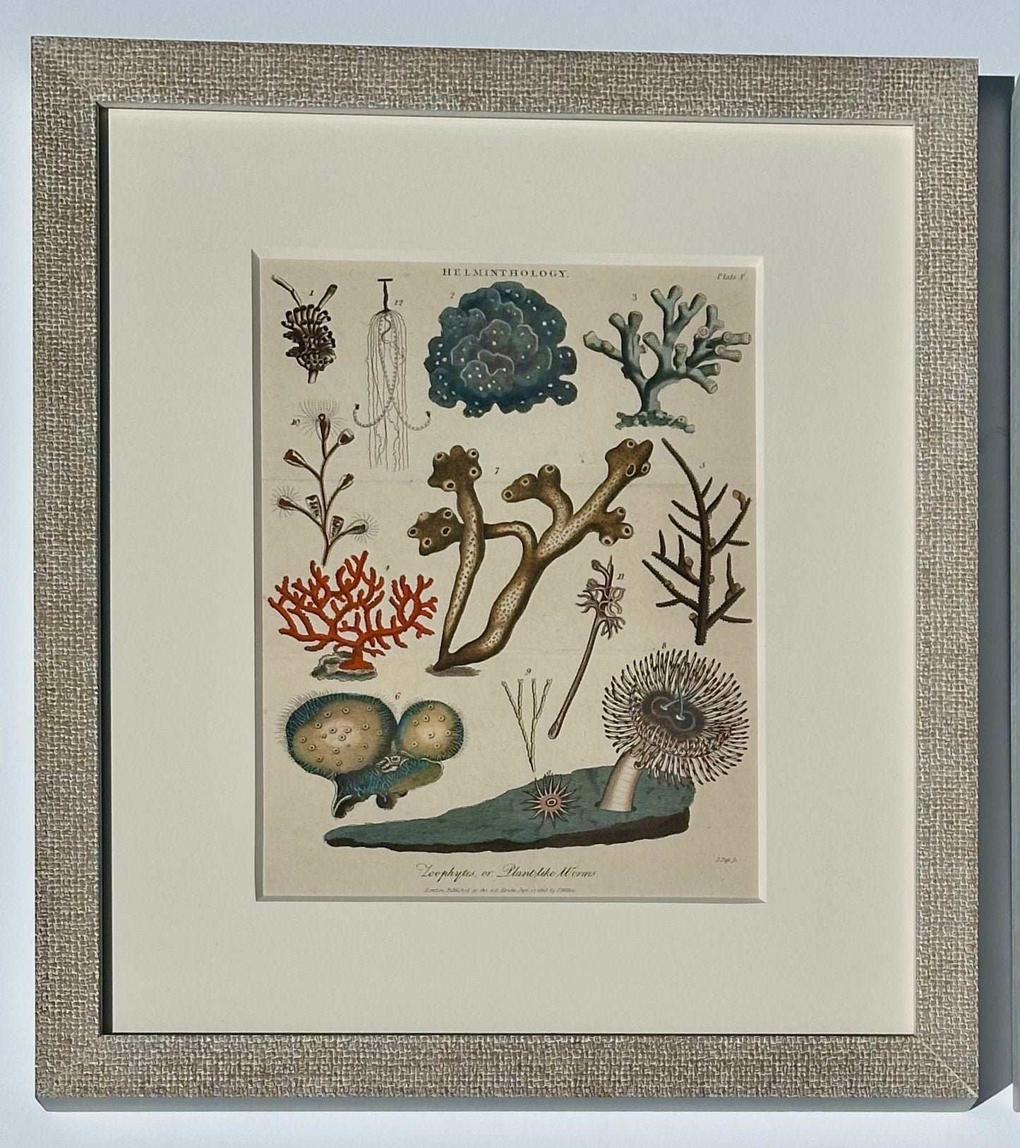 Starfish, Marine Life, Corals (1807), Set of 4 