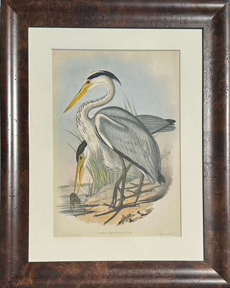 Grey Heron Coastal Scene Original by Gould, Circa 1840 (Framed)