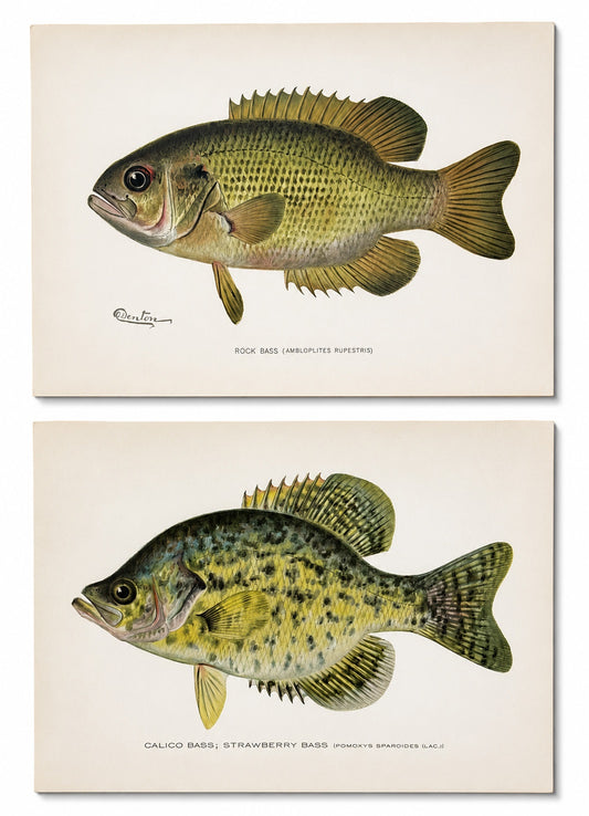 Rock & Calico Bass by Denton, Circa 1903 (S/2)