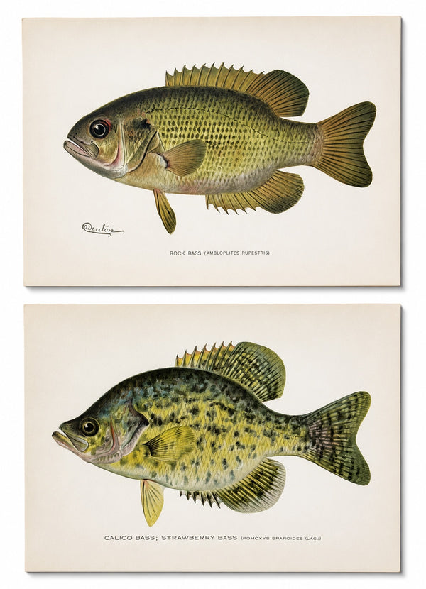 Rock & Calico Bass by Denton, Circa 1903 (S/2)