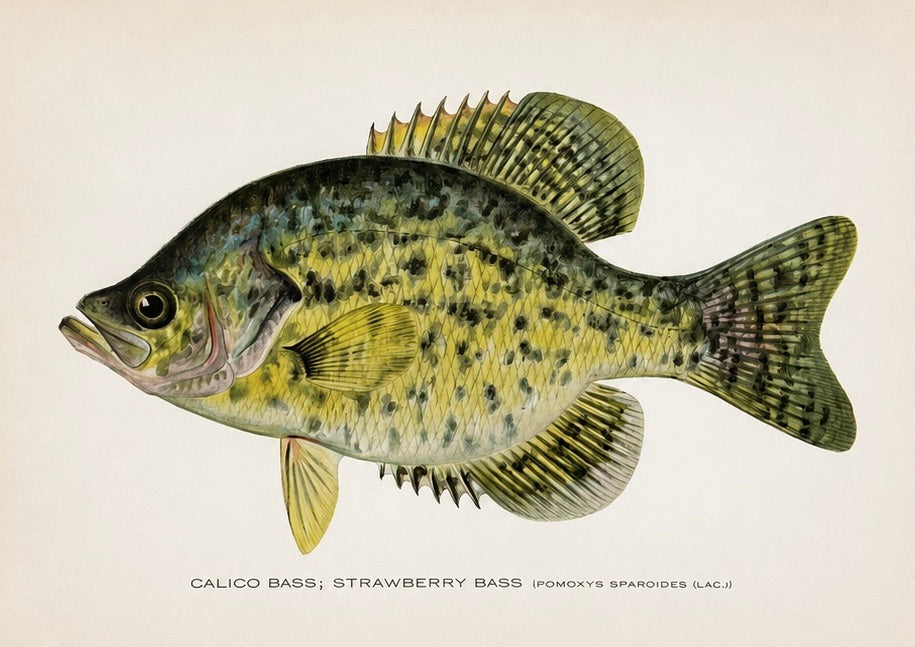 Rock & Calico Bass by Denton, Circa 1903 (S/2)