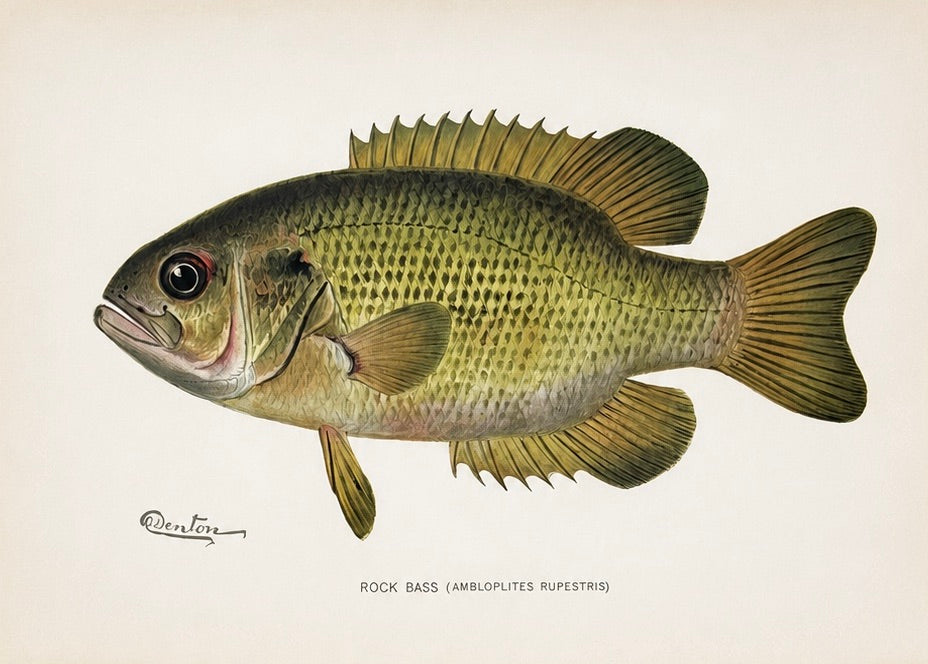 Rock & Calico Bass by Denton, Circa 1903 (S/2)