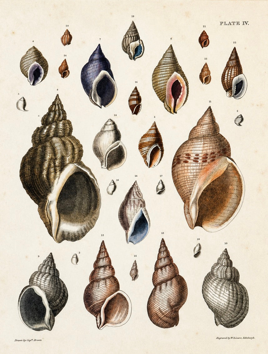 Purpura & Buccinum Shells | Original Hand-Colored Shell Engraving – Captain Thomas Brown, Plate IV | c. 1840