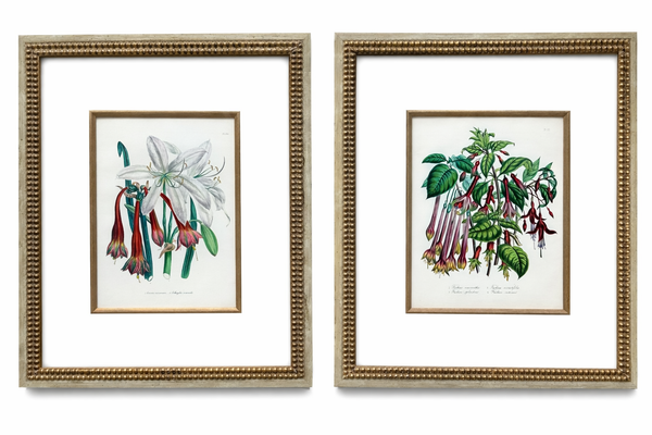 Amaryllis & Fuchsia Botanical Set of 2, Framed (circa 1895)