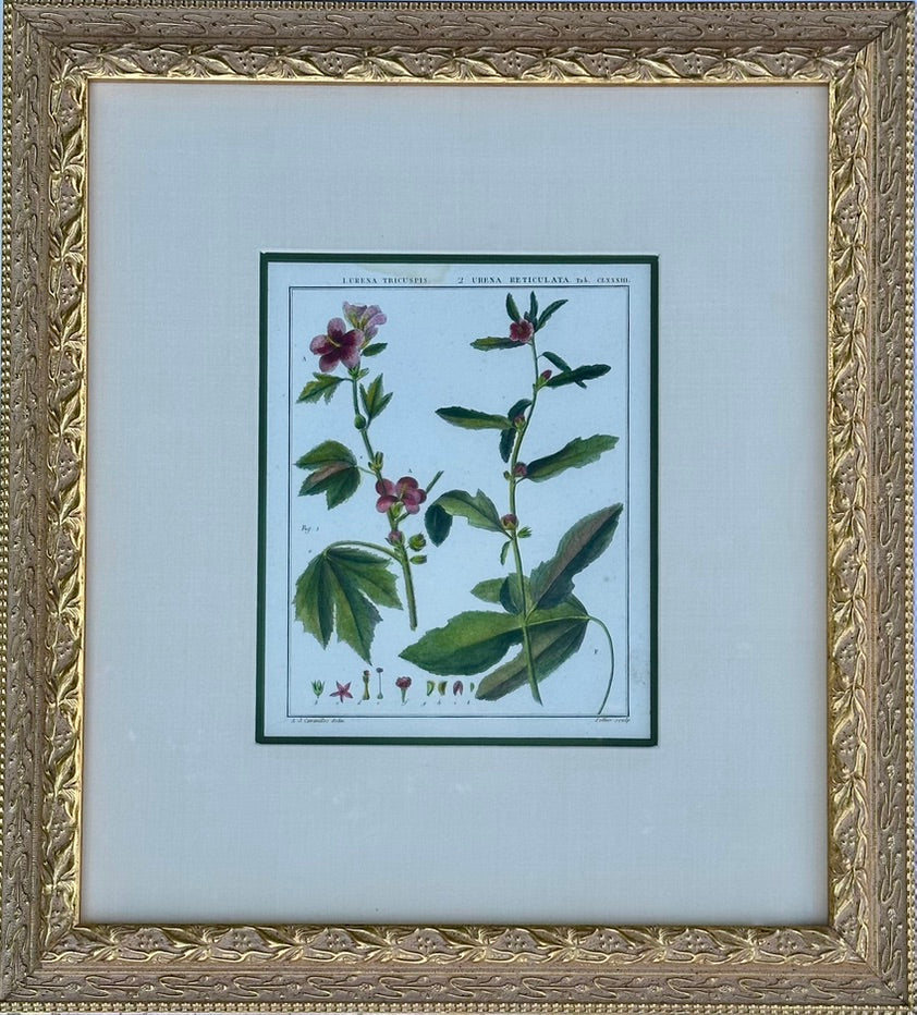 Hibiscus and mallows, Pair Original Botanical Prints, 1838 (Framed)
