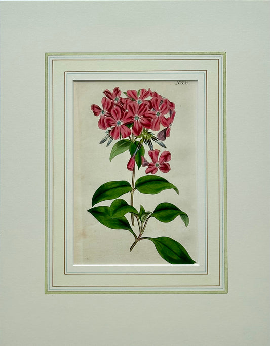 Phlox Flower Botanical, Original engraving by Curtis