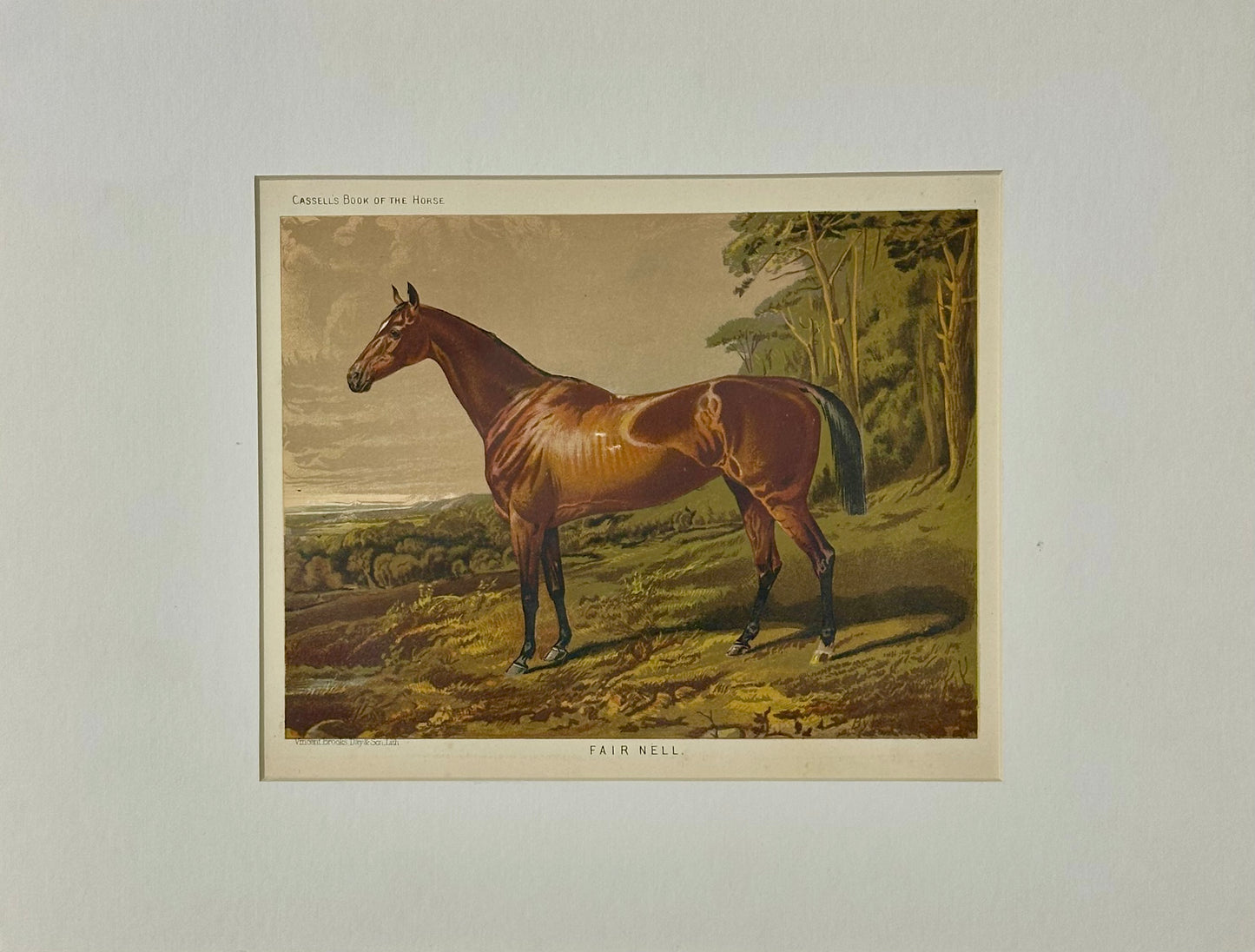 Fair Nell Horse Print by Cassell, 1885
