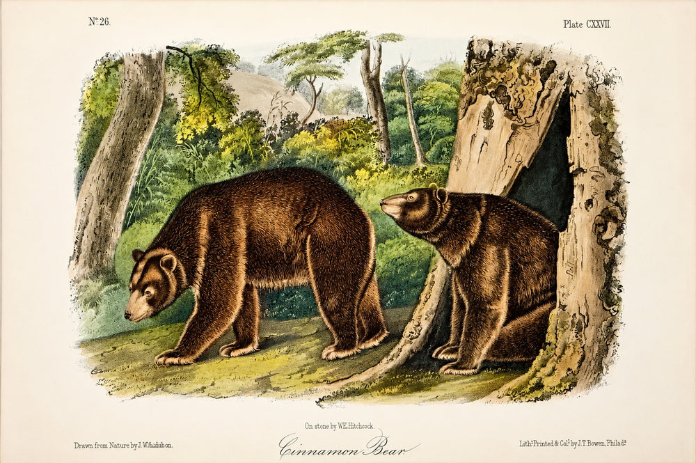 Cinnamon Bear Octavo Lithograph by John James Audubon, 1842