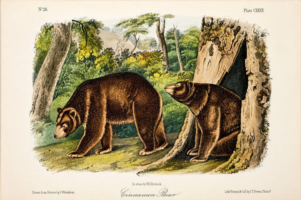 Cinnamon Bear Octavo Lithograph by John James Audubon, 1842