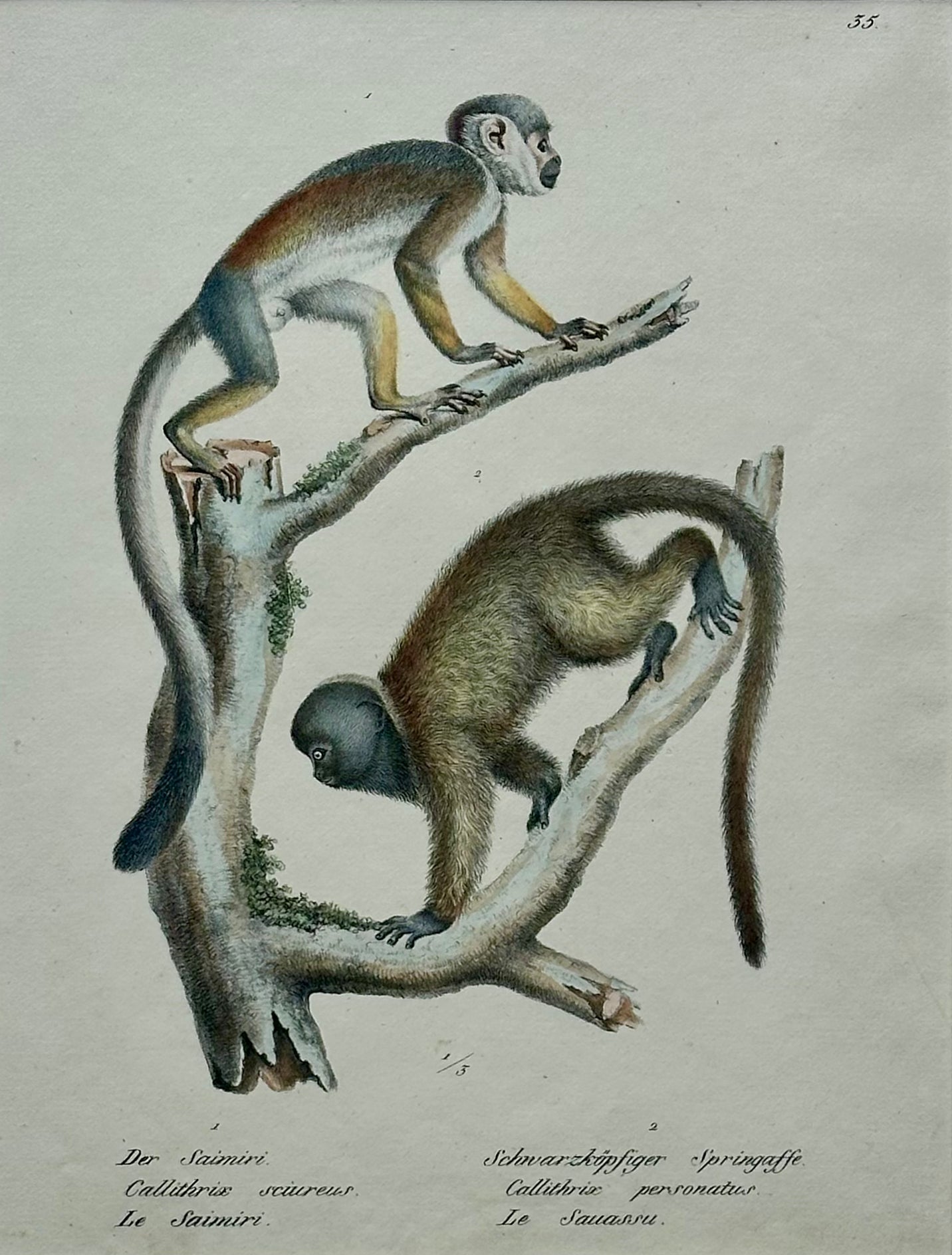 Squirrel & Black-headed night monkey, Original Lithograph by Brodtmann, 1824