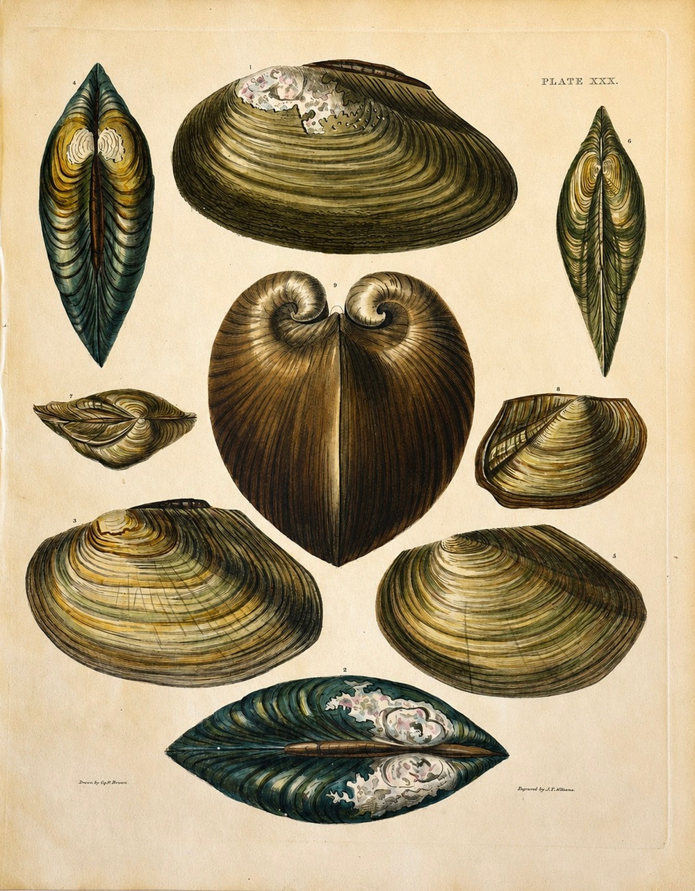 Mussel, Clam, and Oyster Shells | Original Hand-Colored Shell Engraving – Captain Thomas Brown, Plate XXX | c. 1840