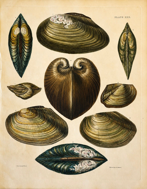 Mussel, Clam, and Oyster Shells | Original Hand-Colored Shell Engraving – Captain Thomas Brown, Plate XXX | c. 1840