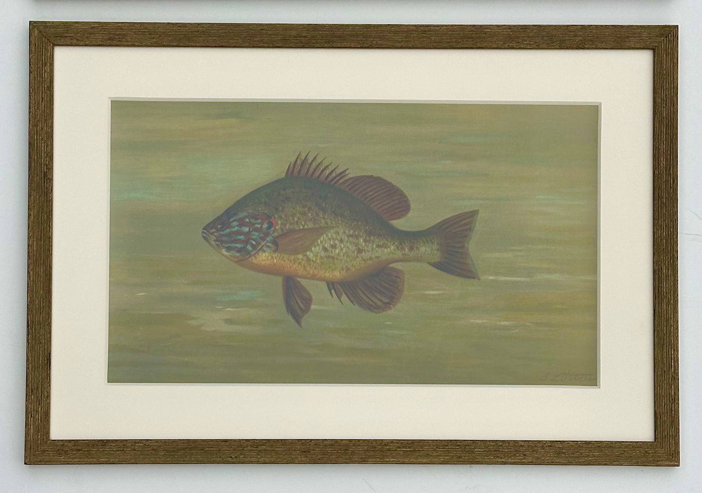 White Bass & Yellow Perch, Lithograph by j.l. Petrie, 1898 (S/2, Framed)