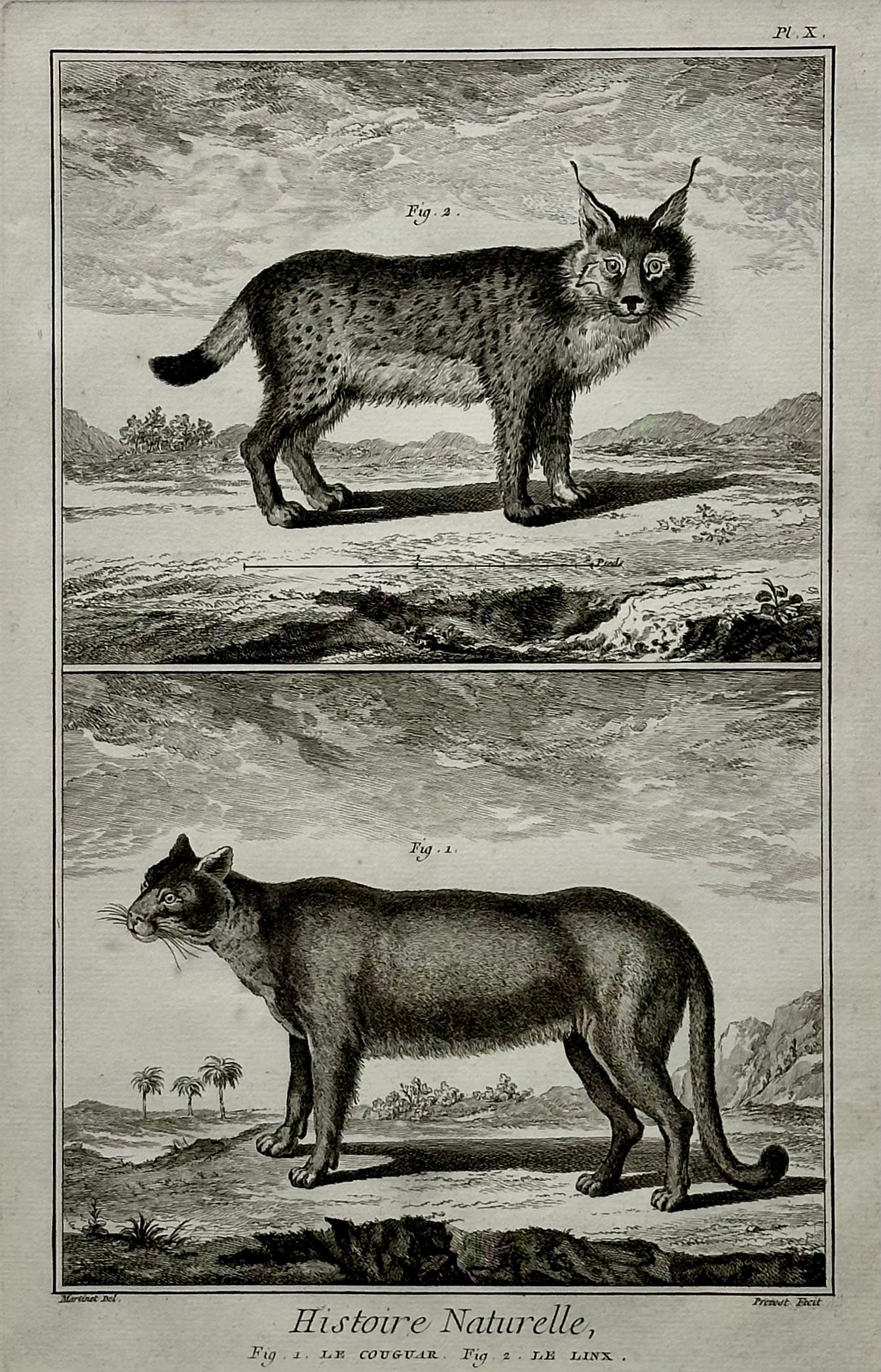 The Cougar & Lynx by Buffon, Circa 1744