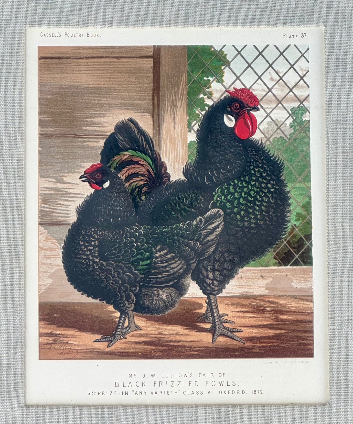 White Leghorn Chicken & Black Polish, Framed Pair By Cassell, 1890