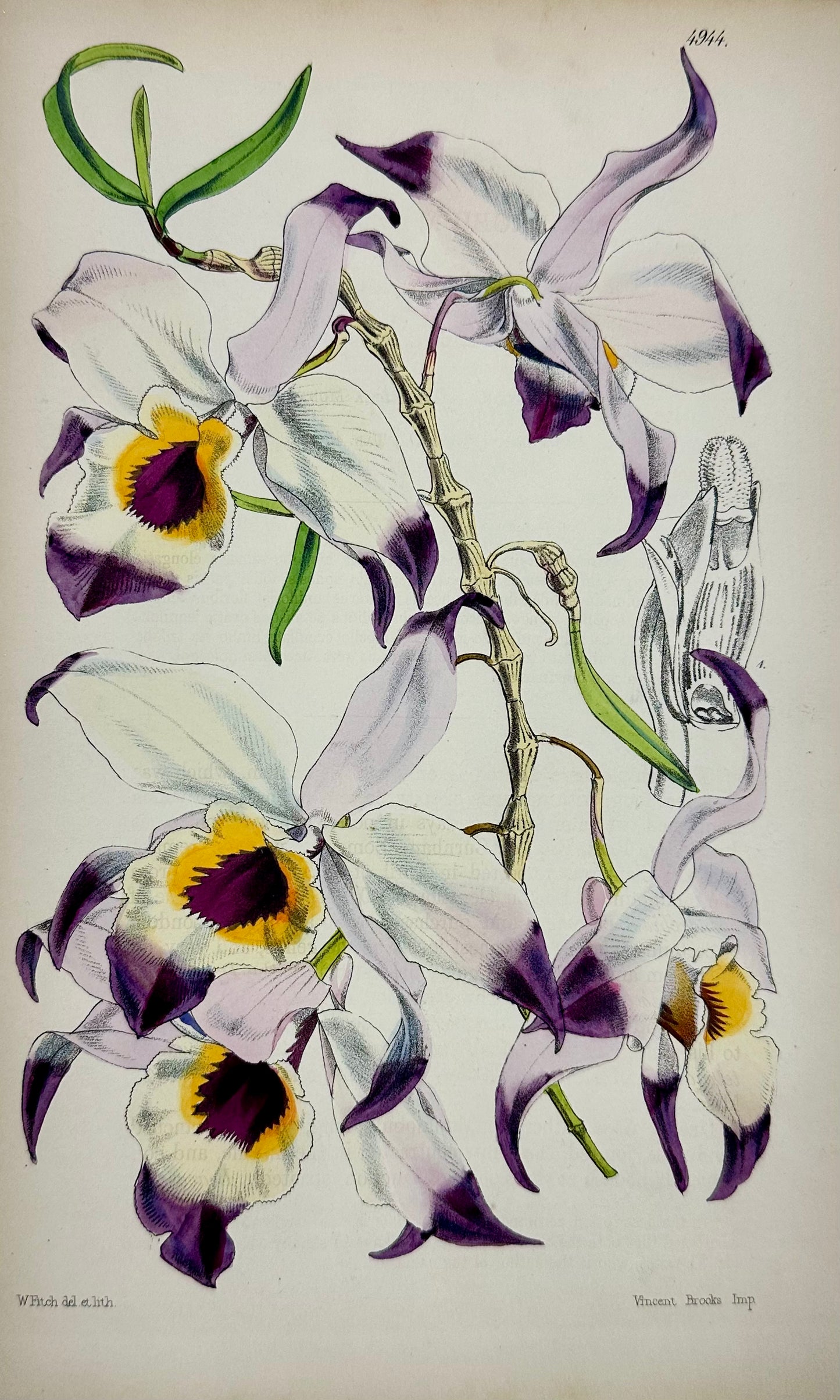 Original Botanical Engravings by William Curtis, 1856 (Set of 4)