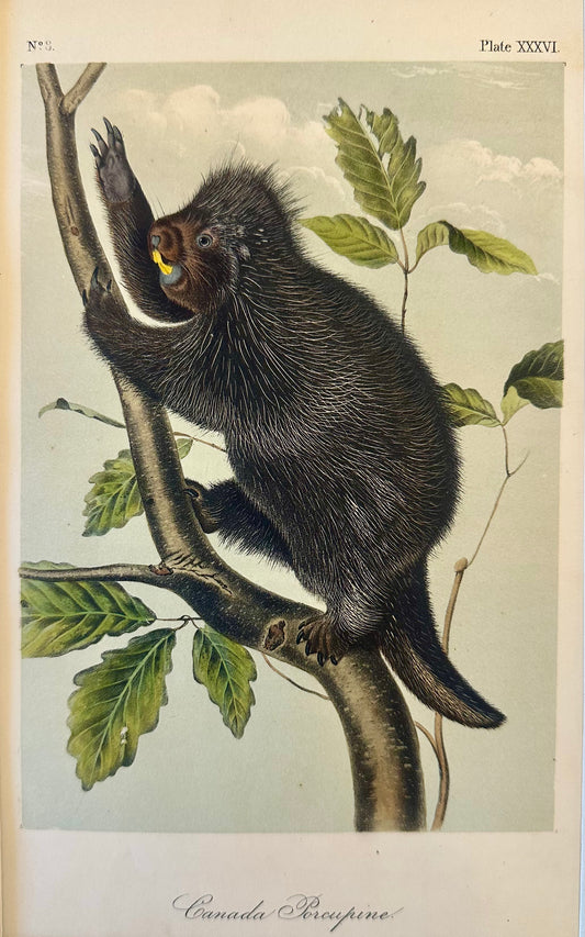 Porcupine by John James Audubon, 1st edition octavo, 1842