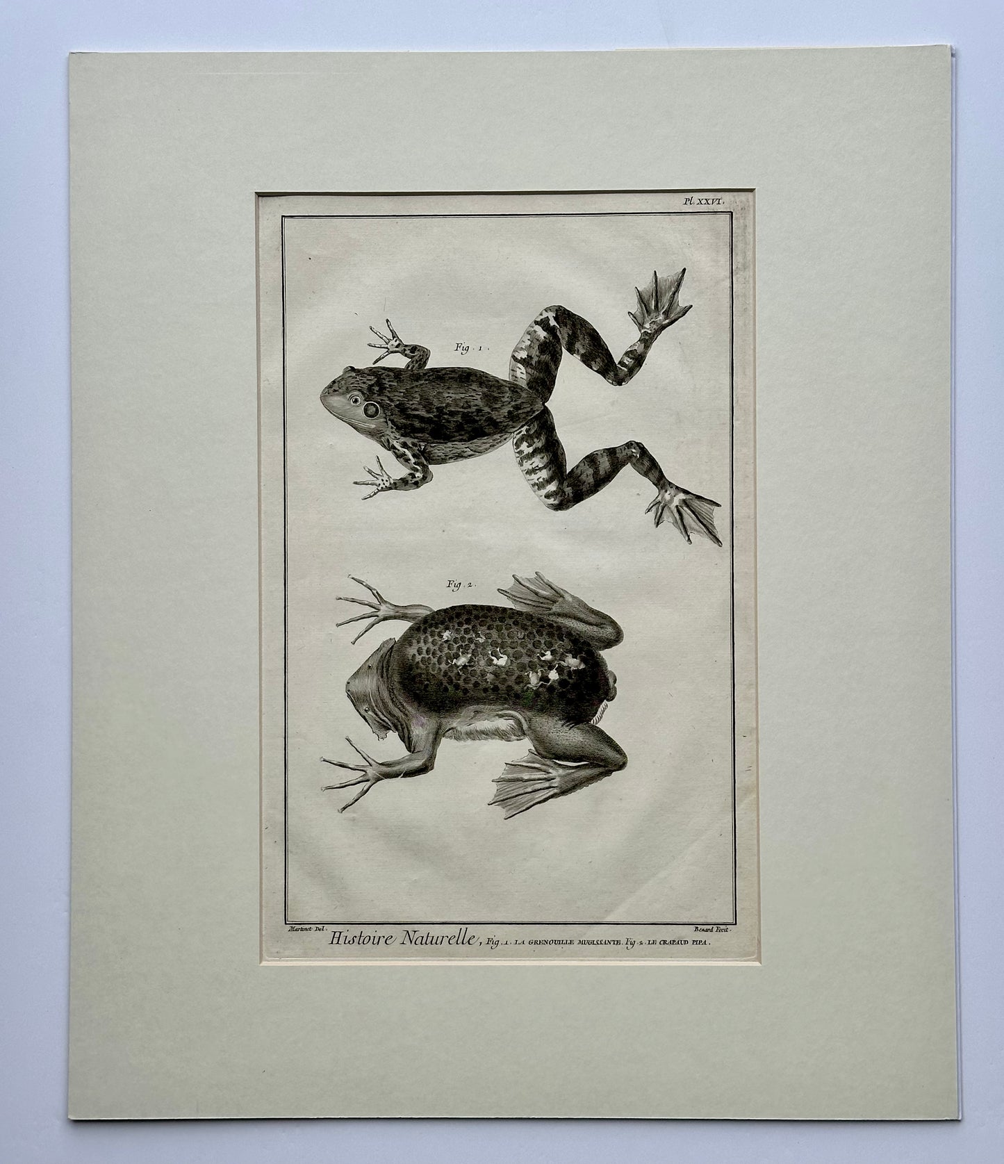 American Bullfrog, Original Engraving by Buffon, 1775