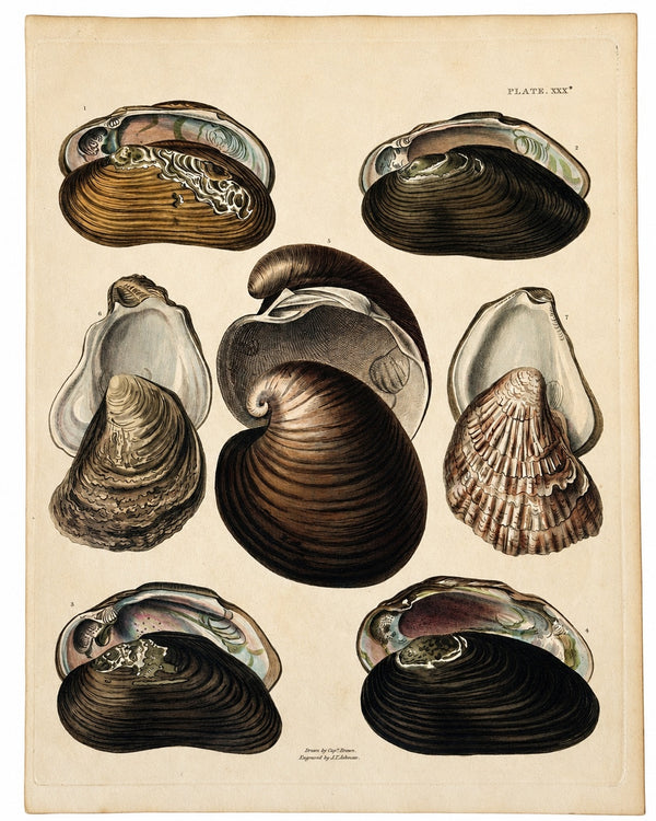 Mussels & Clam Shells | Original Hand-Colored Shell Engraving – Captain Thomas Brown, Plate XXX | c. 1840s