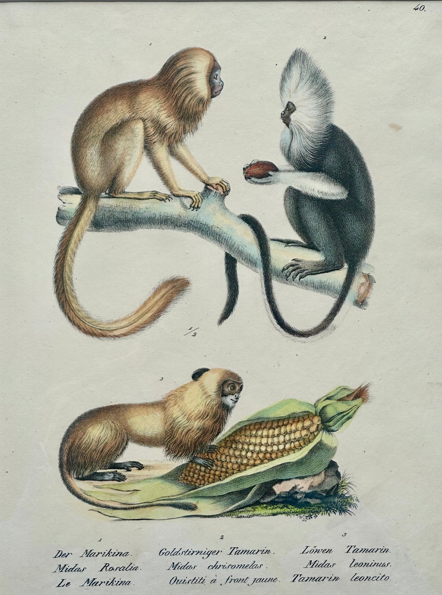 Tamarin Monkeys Original Lithograph by Brodtmann, 1824