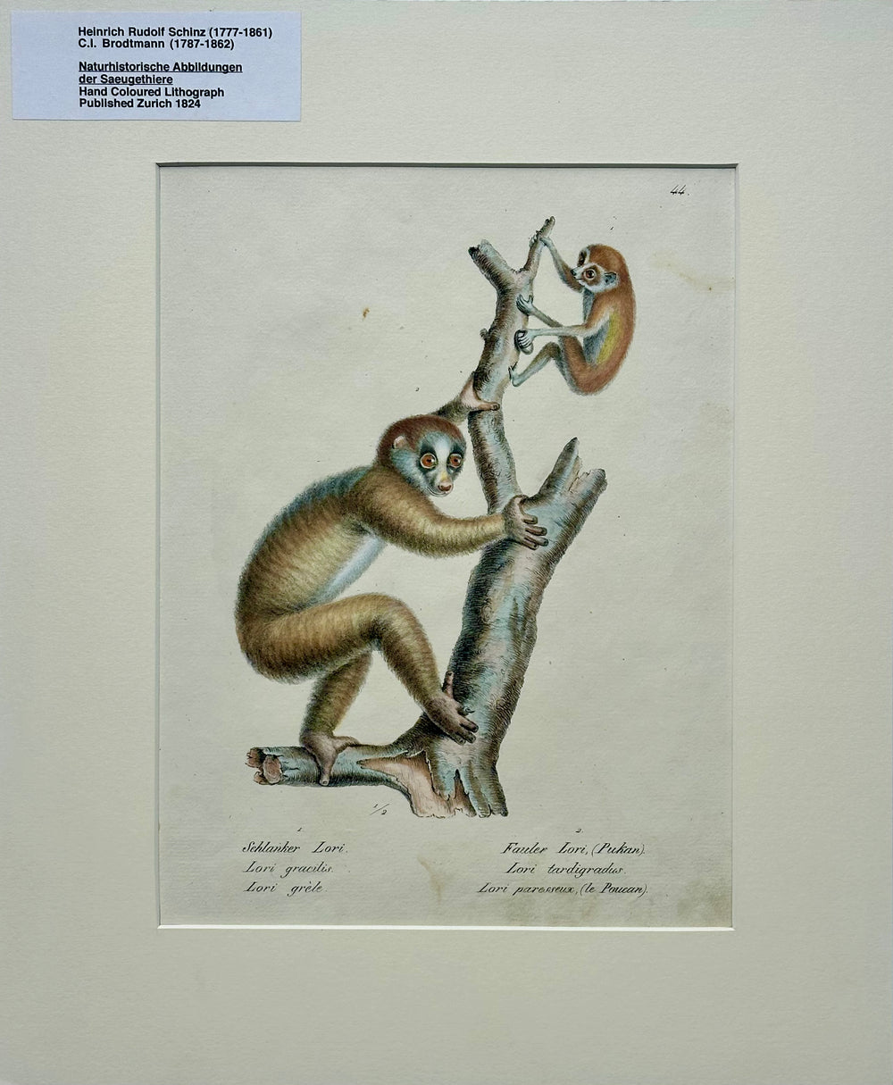 Loris Primates, Original lithograph by Brodtmann, 1824