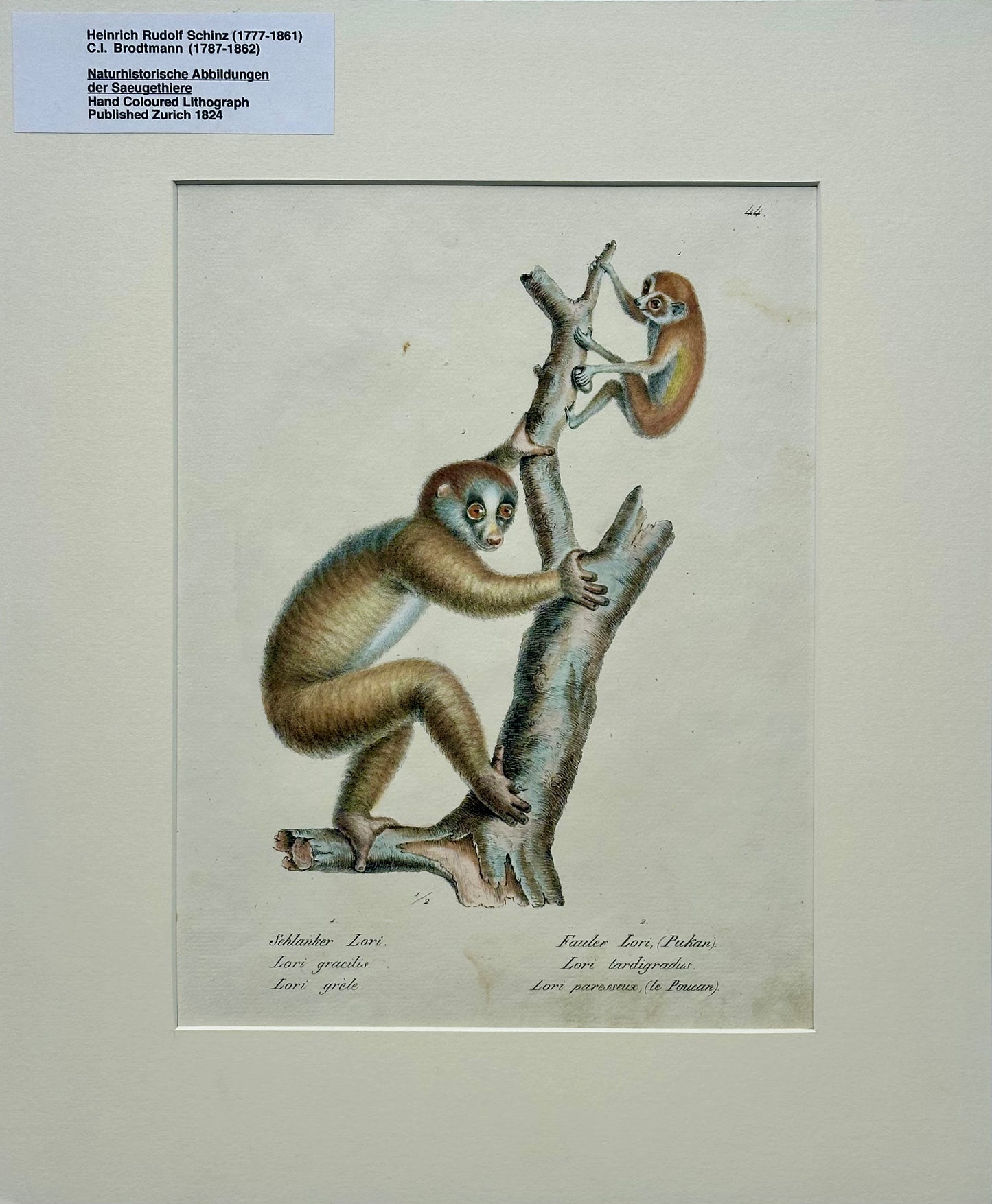 Loris Primates, Original lithograph by Brodtmann, 1824