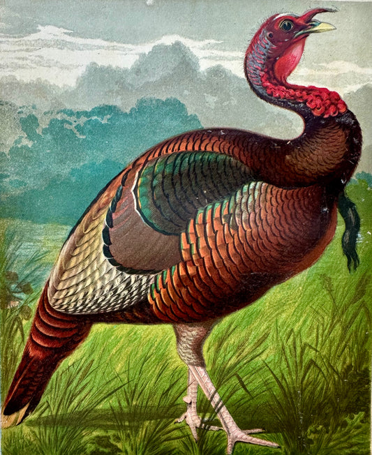Wild American Turkey Cock Original Chromolithograph Print, 1890