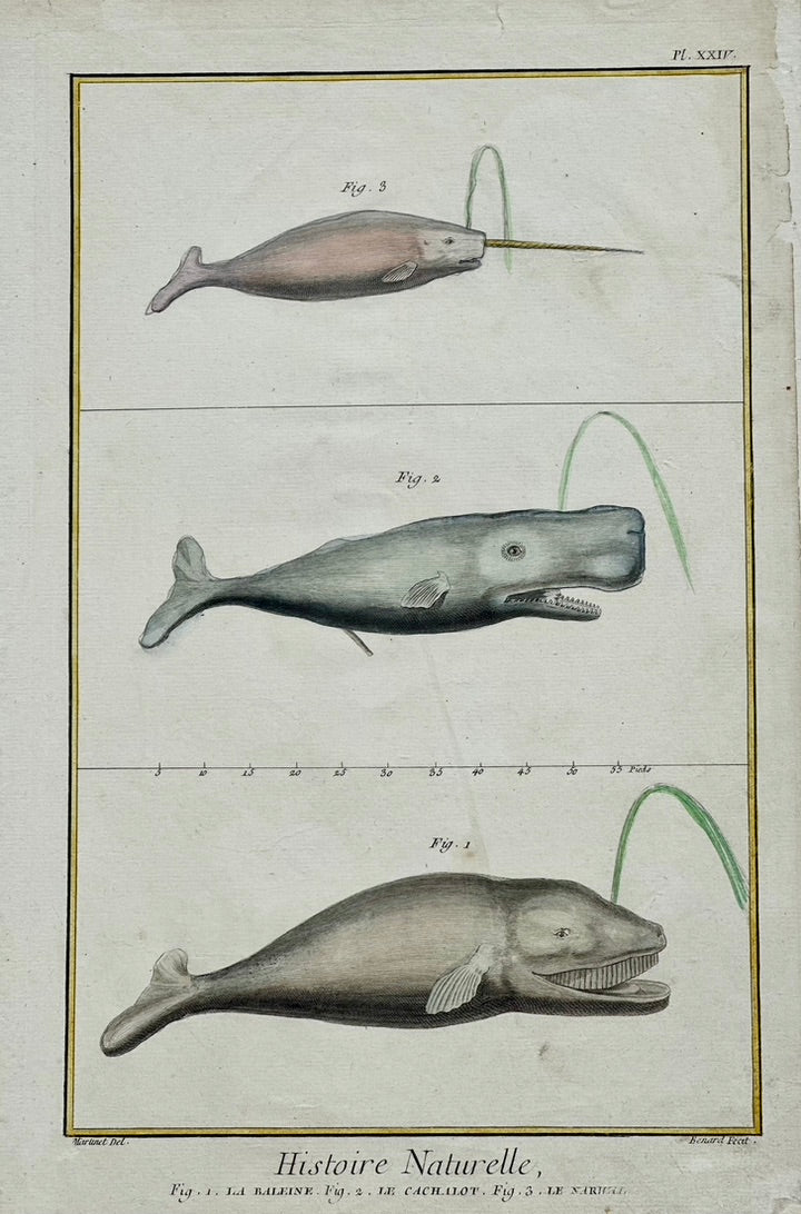 Whales & Narwhal Original Print by Buffon, 1774