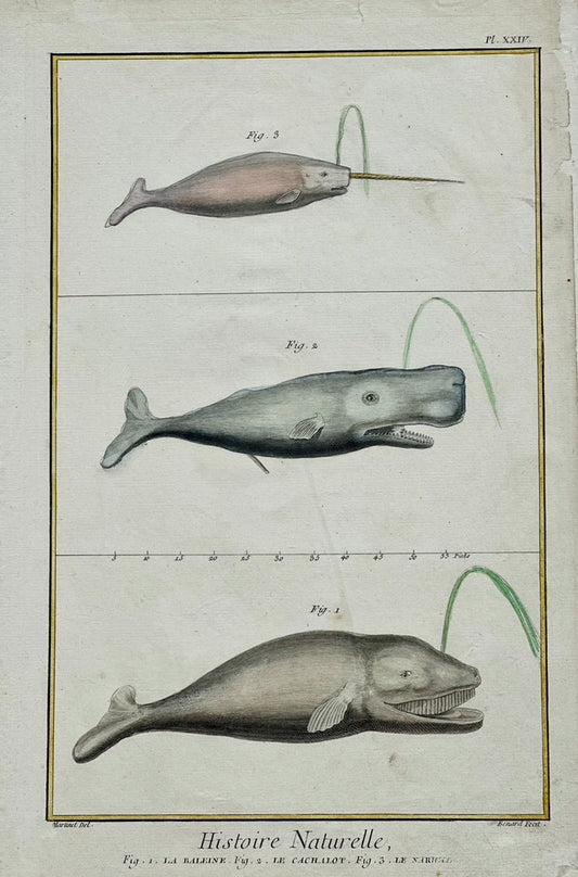 Whales & Narwhal Original Print by Buffon, 1774