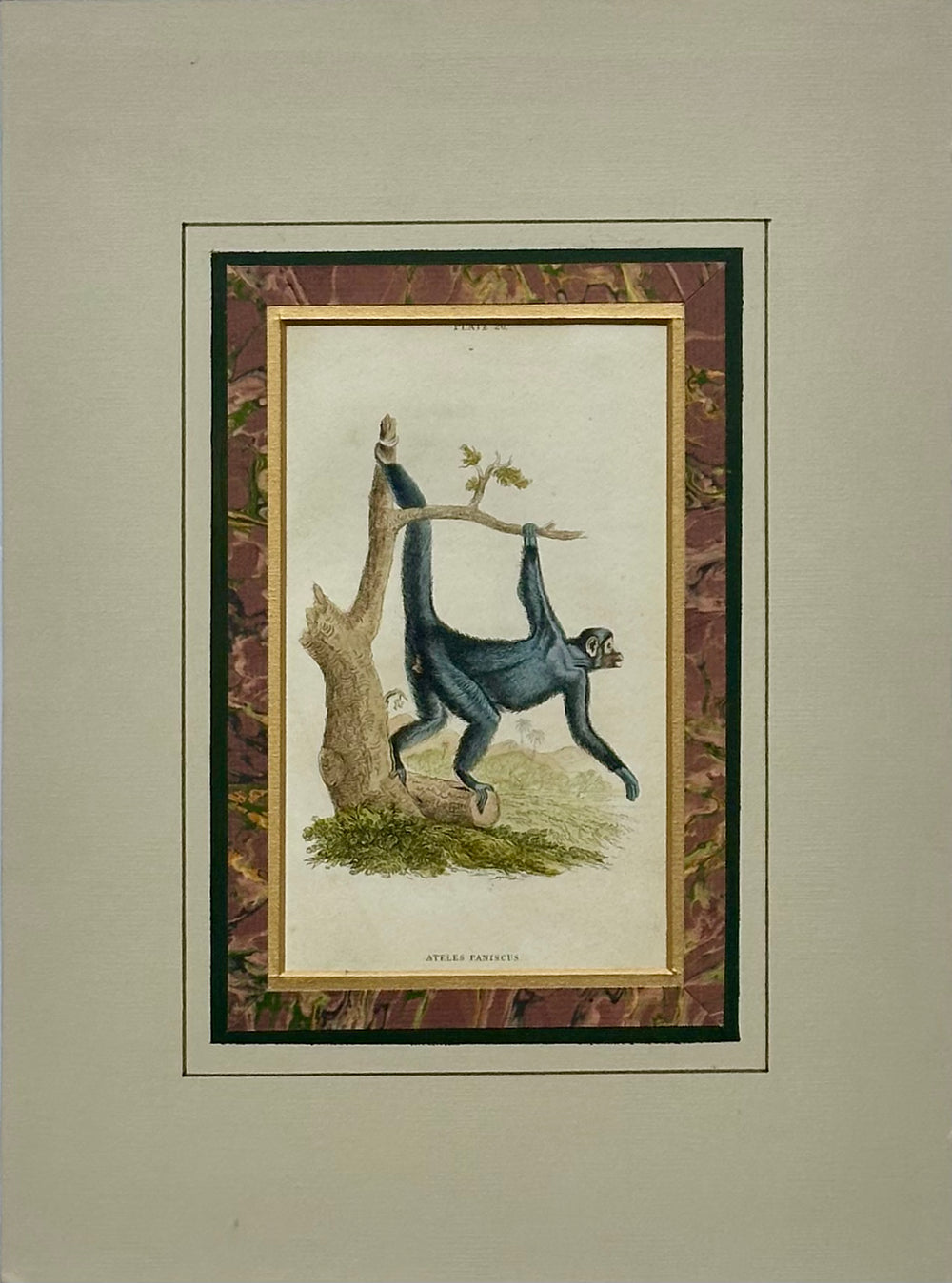 Spider Monkey Original Print, 1863