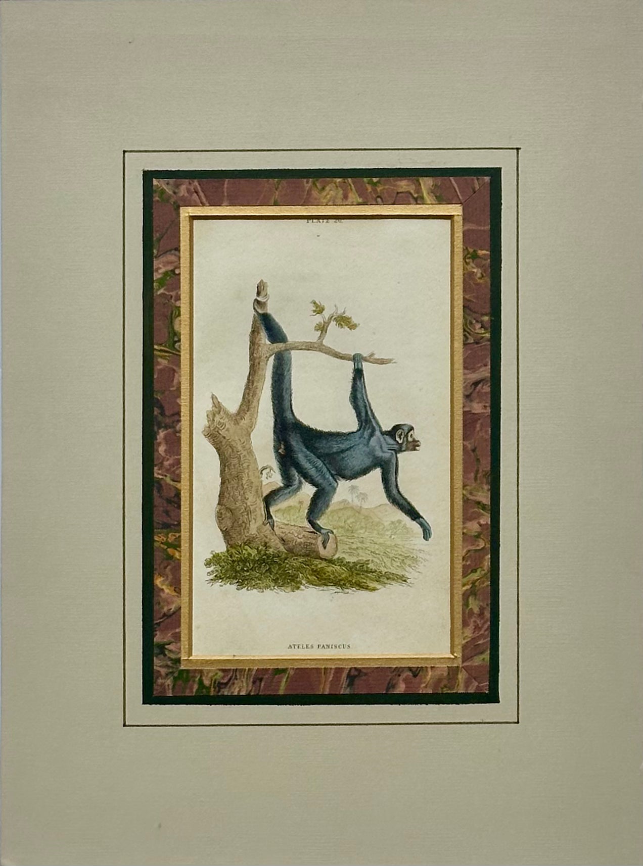 Spider Monkey Original Print, 1863