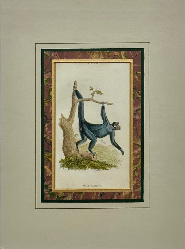 Spider Monkey Original Print, 1863
