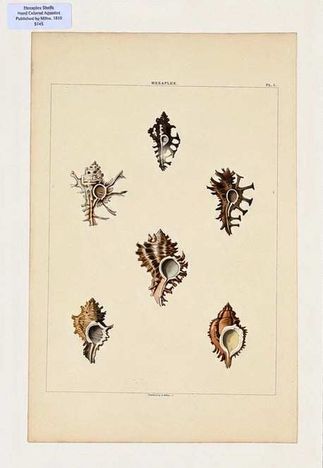 Original Shell Engravings from Rees's Cyclopaedia (Murex & Cowrie Shells), 1810 (Pair)