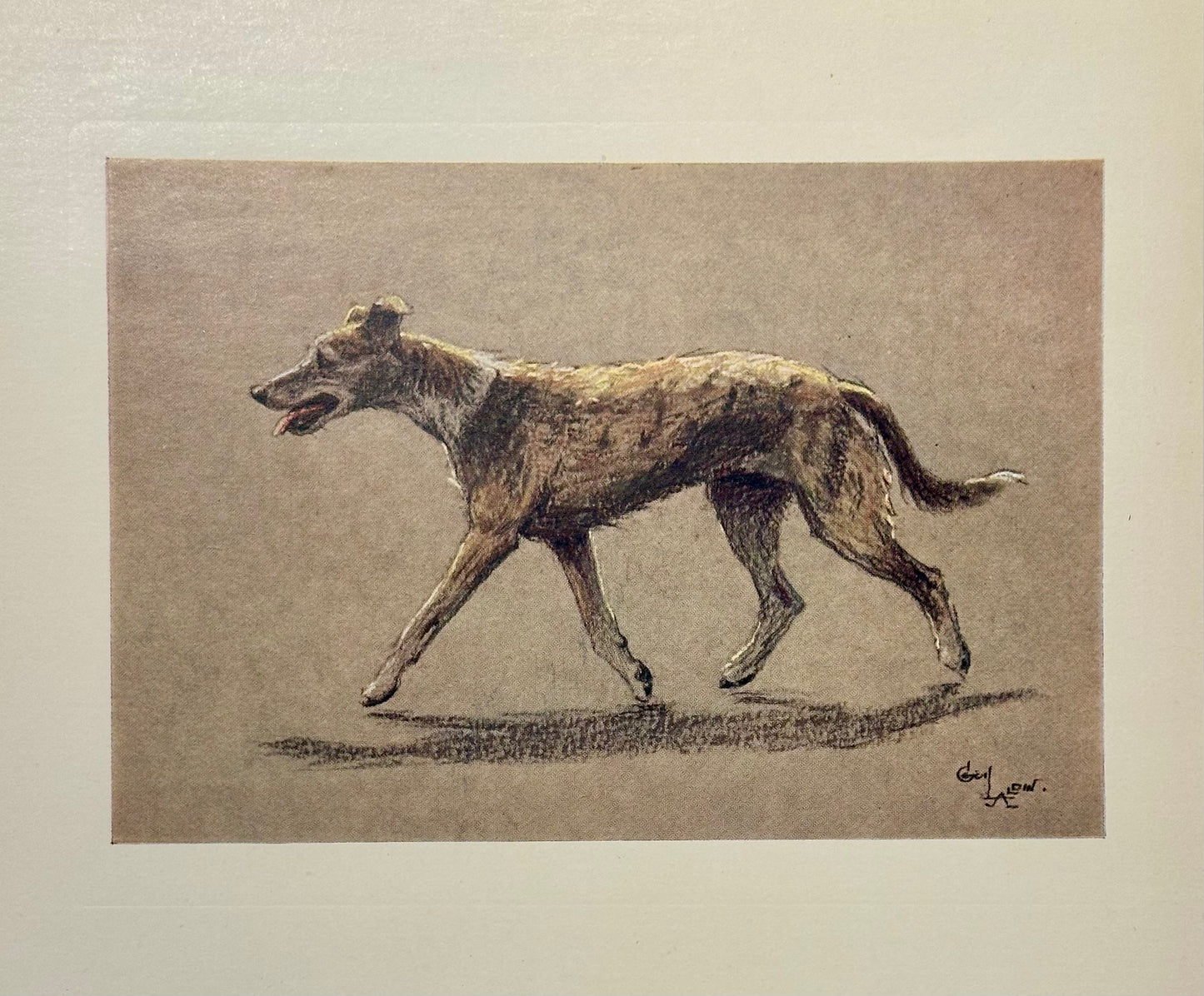 Lurcher Sighthound Dog by Cecil Aldin, 1928