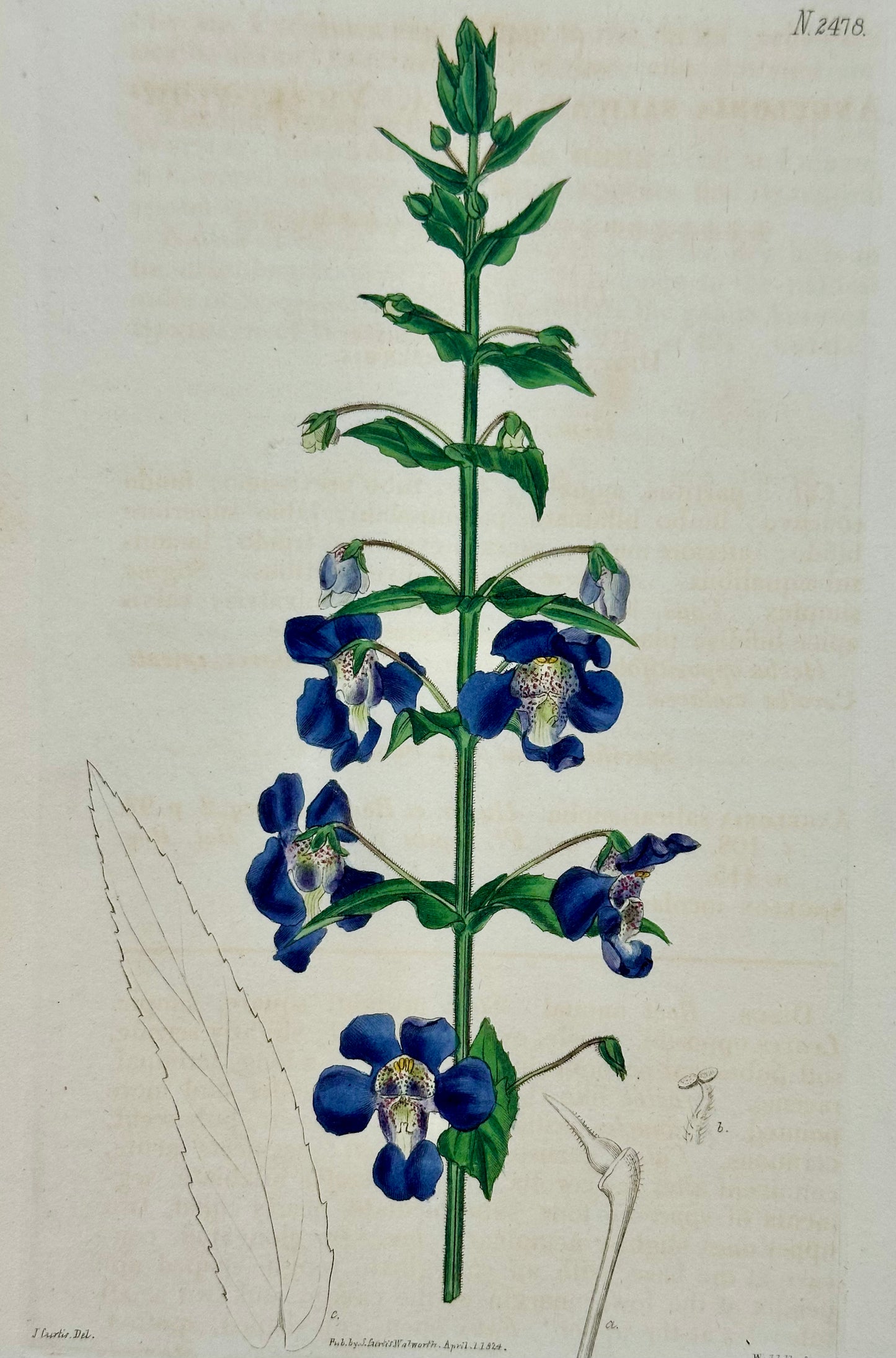 Azalea, Angel Flower, Lily, Soapwart Botanical Engravings by William Curtis, 1856 (Set of 4)