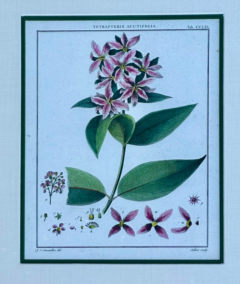 Hibiscus and mallows, Pair Original Botanical Prints, 1838 (Framed)