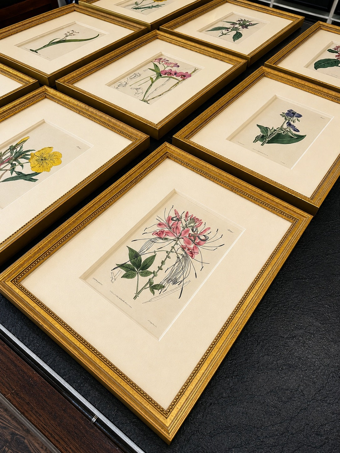 Set of 9 Framed Hand-Colored Botanical Engravings from William Curtis's Botanical Magazine, 19th Century