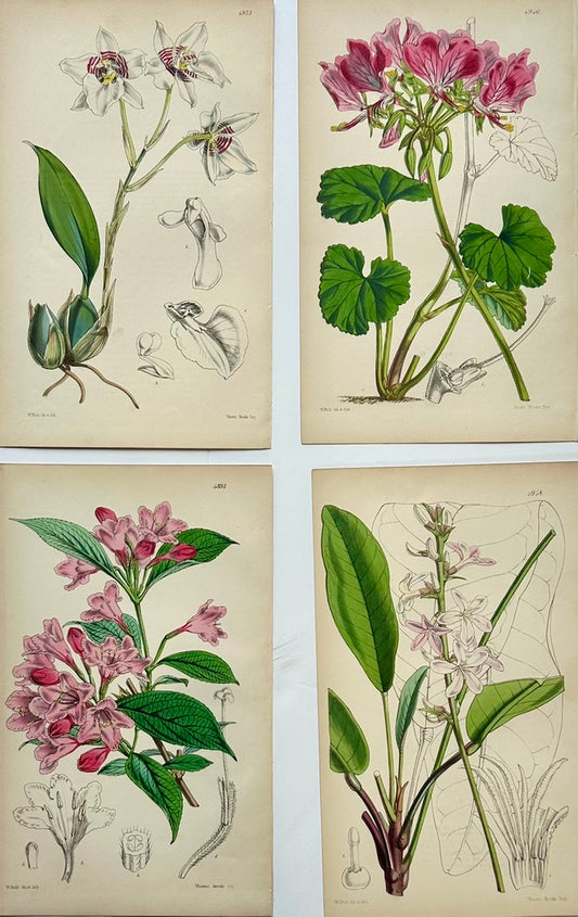 Orchid, Geranium, Weigela & Galipea: Original Botanical Engravings by William Curtis, 1856 (Set of 4)