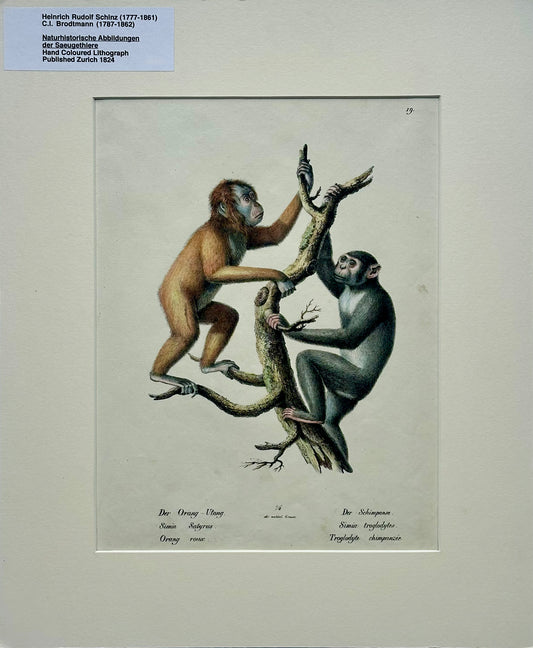 Orangutan and Chimpanzee Original lithograph by Brodtmann, 1824
