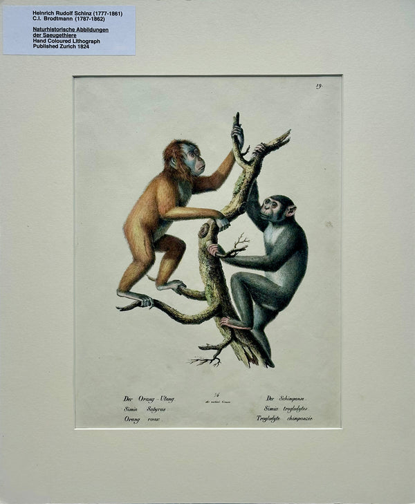 Orangutan and Chimpanzee Original lithograph by Brodtmann, 1824