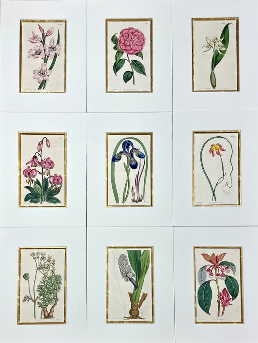 Botanical Set of 9 in Gold Leaf Gesso Mat by Curtis, 1842