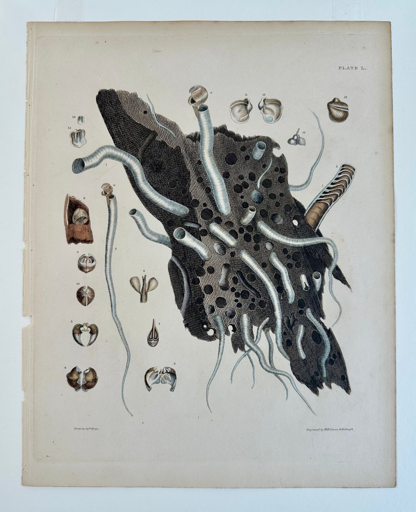 Coral Shells by Captain Brown, 1845
