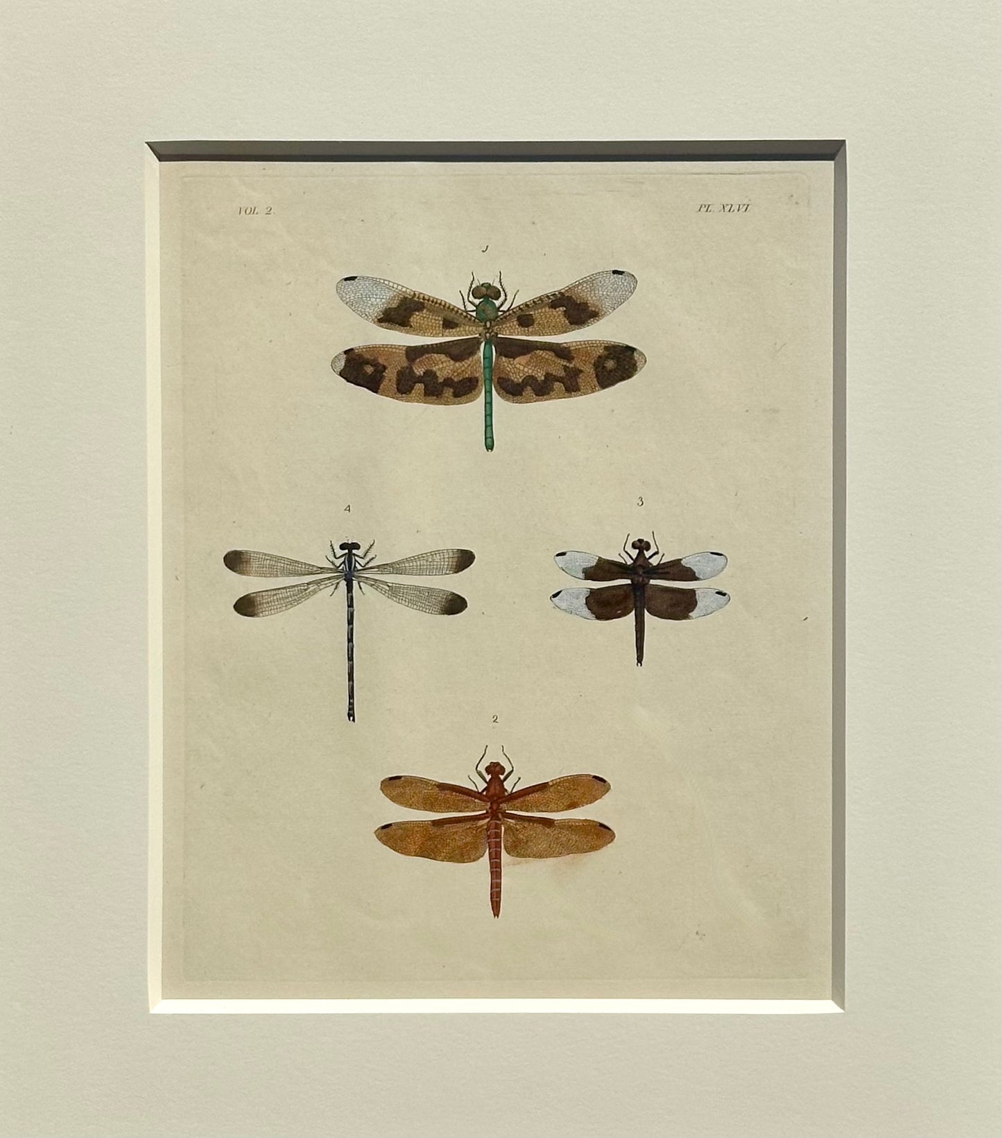 Dragonfly study, original print by Dru Drury, 1837