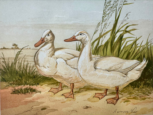 White Aylesbury Ducks by Harrison Weir, 1860