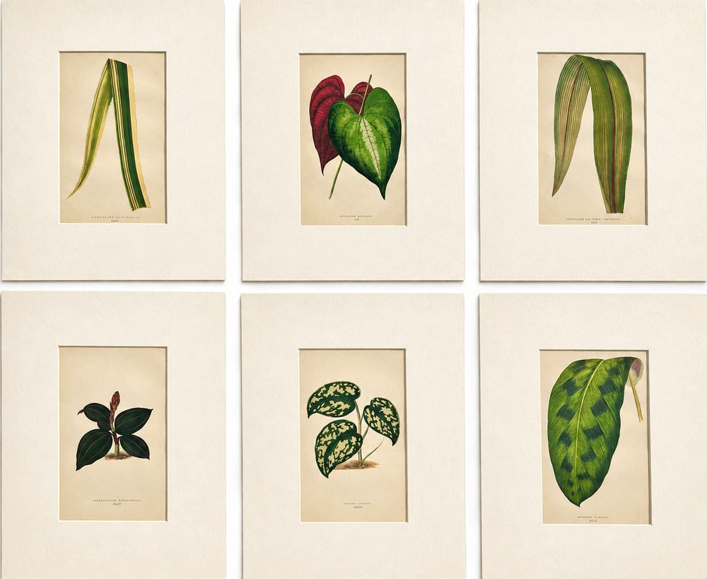 Set of 6 Botanical Leaf Prints | Hand-Colored Antique Plant Engravings | by Lowe, c. 1890