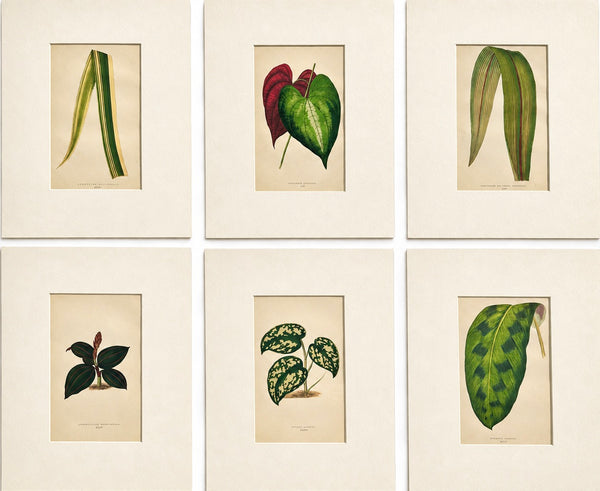 Set of 6 Botanical Leaf Prints | Hand-Colored Antique Plant Engravings | by Lowe, c. 1890