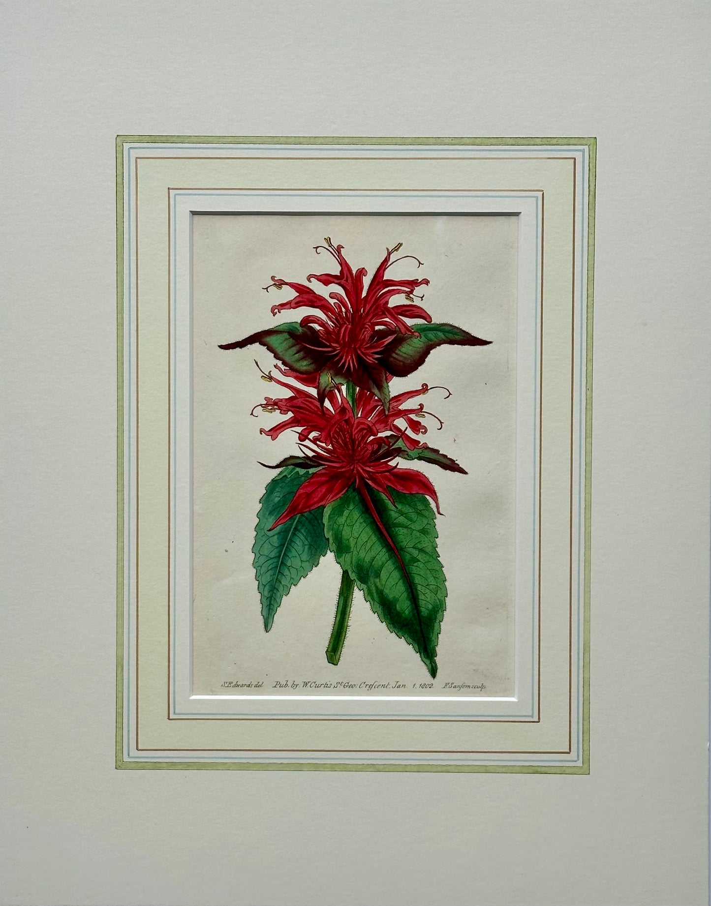 Scarlet Monarda Botanical Flower Original Engraving by Curtis, 1803